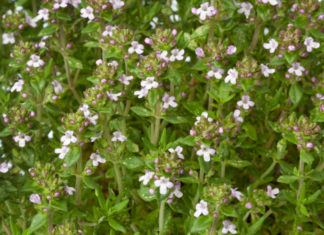 Usi del timo 747 0 085 Timo